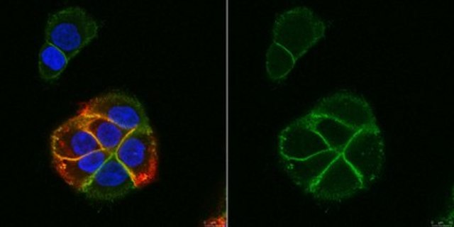 Anti-CD318 (CD6L) Antibody, clone 3A11 clone 3A11, from mouse