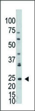 Anti-ADPRH (C-term) antibody produced in rabbit IgG fraction of antiserum, buffered aqueous solution