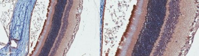 Anti-Versican Antibody, Beta Domain serum, from rabbit