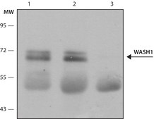 Anti-WASH1 antibody produced in rabbit ~1.0 mg/mL, affinity isolated antibody