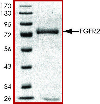 FGFR2 (285-end), active, GST tagged human PRECISIO&#174; Kinase, recombinant, expressed in baculovirus infected Sf9 cells, &#8805;80% (SDS-PAGE), buffered aqueous glycerol solution