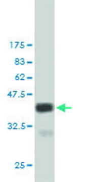 Monoclonal Anti-MERTK antibody produced in mouse clone 2D2, purified immunoglobulin, buffered aqueous solution