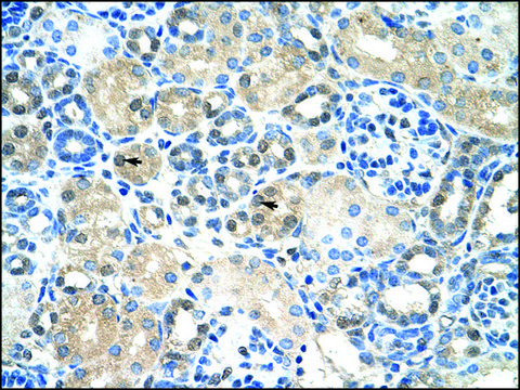 Anti-IER2 antibody produced in rabbit affinity isolated antibody