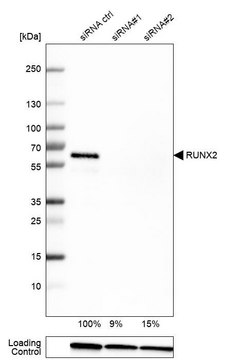 抗-RUNX2单克隆抗体 小鼠抗 Prestige Antibodies&#174; Powered by Atlas Antibodies, clone CL0235, purified immunoglobulin, buffered aqueous glycerol solution