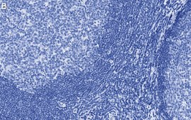 Anti-CD11c Antibody, clone 1D6 ZooMAb® Rabbit Monoclonal recombinant, expressed in HEK 293 cells