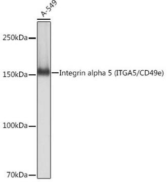 Anti-Integrin alpha 5 (ITGA5/CD49e) Antibody, clone 8F2O6, Rabbit Monoclonal