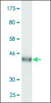 Monoclonal Anti-VPS25 antibody produced in mouse clone 4D6-2D4, purified immunoglobulin, buffered aqueous solution