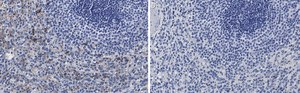 Anti-Siglec-9 Antibody, clone 3F22 ZooMAb® Rabbit Monoclonal recombinant, expressed in HEK 293 cells