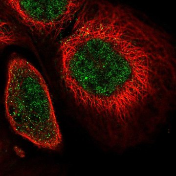 Anti-SOX13 antibody produced in rabbit Prestige Antibodies&#174; Powered by Atlas Antibodies, affinity isolated antibody