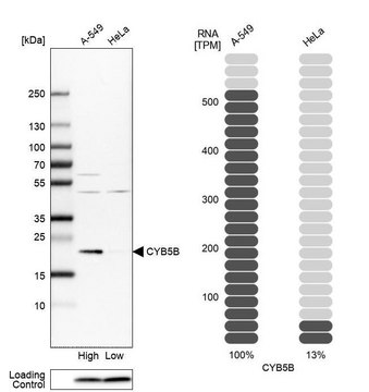 Anti-CYB5B antibody produced in rabbit Prestige Antibodies&#174; Powered by Atlas Antibodies, affinity isolated antibody, buffered aqueous glycerol solution