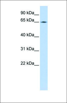 Anti-LMNB2 antibody produced in rabbit affinity isolated antibody