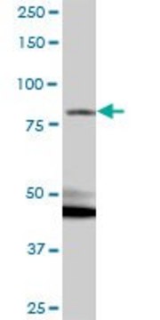 Anti-RP1-21O18.1 antibody produced in mouse IgG fraction of antiserum, buffered aqueous solution