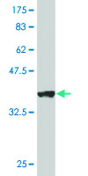 Monoclonal Anti-VDAC1 antibody produced in mouse clone 4C4, purified immunoglobulin, buffered aqueous solution