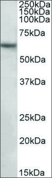 Anti-SLC1A3 (C-terminal) antibody produced in goat affinity isolated antibody, buffered aqueous solution