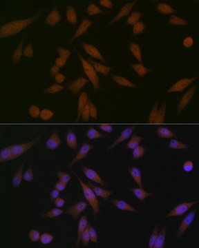 Anti-PAR4 Antibody, clone 10Q2G9, Rabbit Monoclonal