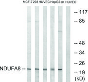 Anti-NDUFA8 antibody produced in rabbit affinity isolated antibody