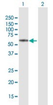 ANTI-KRT74 antibody produced in mouse purified immunoglobulin, buffered aqueous solution