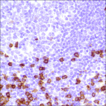 Anti-CD8 antibody, Rabbit monoclonal clone SP239, recombinant, expressed in proprietary host, affinity isolated antibody