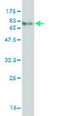 Monoclonal Anti-MKNK1 antibody produced in mouse clone S52, purified immunoglobulin, buffered aqueous solution