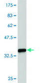 Monoclonal Anti-ZIC4 antibody produced in mouse clone 3H6, purified immunoglobulin, buffered aqueous solution