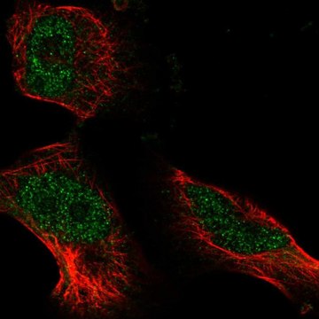 Anti-ATE1 antibody produced in rabbit Prestige Antibodies&#174; Powered by Atlas Antibodies, affinity isolated antibody