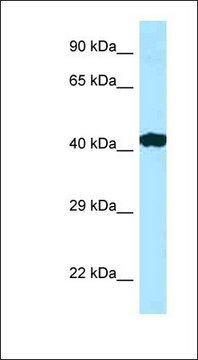 Anti-RILP antibody produced in rabbit affinity isolated antibody, lyophilized powder