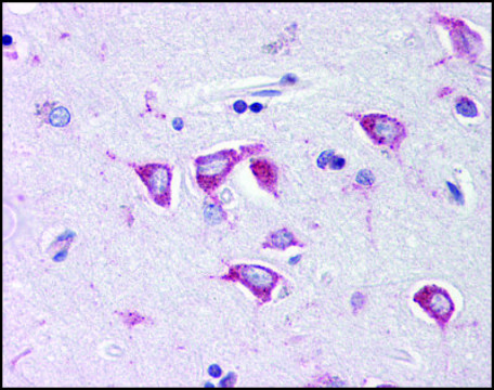 Anti-PCBP4 antibody produced in rabbit affinity isolated antibody, buffered aqueous solution