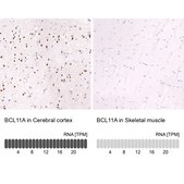 Monoclonal Anti-Bcl11A Antibody Produced In Mouse Prestige Antibodies® Powered by Atlas Antibodies, clone CL13501, affinity isolated antibody, buffered aqueous glycerol solution