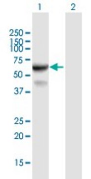 Anti-IFIT3 antibody produced in mouse purified immunoglobulin, buffered aqueous solution