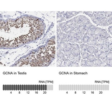 Anti-GCNA antibody produced in rabbit Prestige Antibodies® Powered by Atlas Antibodies, affinity isolated antibody, buffered aqueous glycerol solution