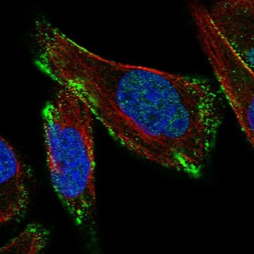 Anti-CAV3 antibody produced in rabbit Prestige Antibodies&#174; Powered by Atlas Antibodies, affinity isolated antibody