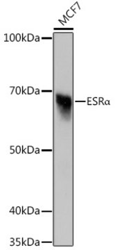 Anti-ESR&#945; Antibody, clone 4L8K5, Rabbit Monoclonal