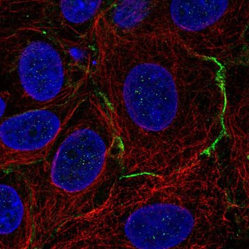 Anti-CELSR1 antibody produced in rabbit Prestige Antibodies&#174; Powered by Atlas Antibodies, affinity isolated antibody