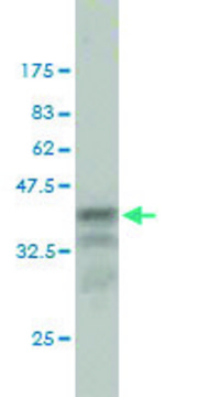 Monoclonal Anti-CCT7 antibody produced in mouse clone 1D6, purified immunoglobulin, buffered aqueous solution