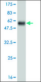 Monoclonal Anti-NFE2L2 antibody produced in mouse clone 2D5, purified immunoglobulin, buffered aqueous solution