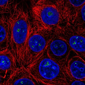 Anti-HDAC10 antibody produced in rabbit Prestige Antibodies&#174; Powered by Atlas Antibodies, affinity isolated antibody