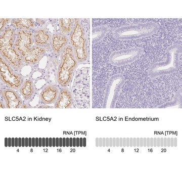 Anti-SLC5A2 antibody produced in rabbit Prestige Antibodies&#174; Powered by Atlas Antibodies, affinity isolated antibody, buffered aqueous glycerol solution