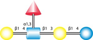 Lacto-N-fucopentaose III from human milk, ≥95% (HPAE)
