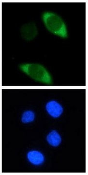 Anti-Cas9 Antibody, clone 7A9 clone 7A9, from mouse