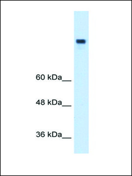 Anti-MTTP affinity isolated antibody