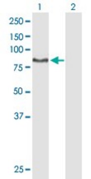 Anti-DNAI1 antibody produced in mouse purified immunoglobulin, buffered aqueous solution