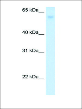 Anti-SLC2A2 affinity isolated antibody