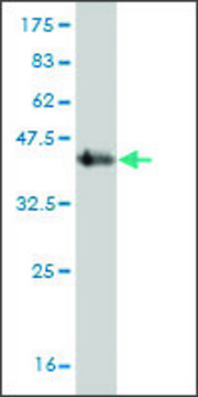 Monoclonal Anti-SDHC antibody produced in mouse clone 3G7, purified immunoglobulin, buffered aqueous solution