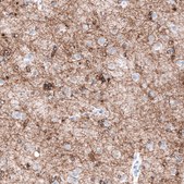 Monoclonal Anti-OPALIN antibody produced in mouse Prestige Antibodies® Powered by Atlas Antibodies, clone CL11144, purified antibody (Protein A)