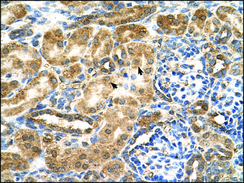 Anti-GCNT3 antibody produced in rabbit IgG fraction of antiserum