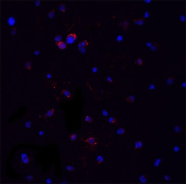 Anti-MYD88 (ab2) antibody produced in rabbit affinity isolated antibody, buffered aqueous solution