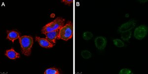 Anti-ALK-7 Antibody, clone 1N5 ZooMAb® Rabbit Monoclonal recombinant, expressed in HEK 293 cells