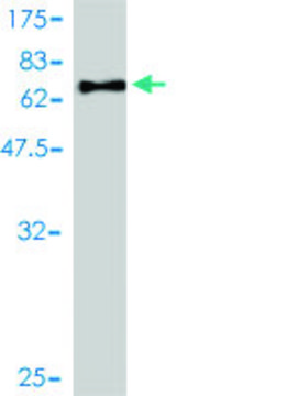 Monoclonal Anti-IL13RA1 antibody produced in mouse clone 1F5, purified immunoglobulin, buffered aqueous solution