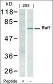 Anti-RAF1 (Ab-338) antibody produced in rabbit affinity isolated antibody