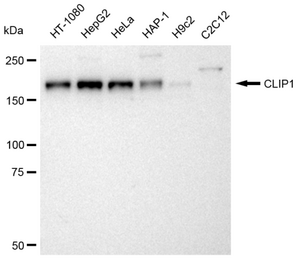 KD-Validated Anti CLIP1 Antibody, clone 23GB3080, Rabbit Monoclonal clone 23GB3080, recombinant rabbit monoclonal, expressed in HEK293 cells